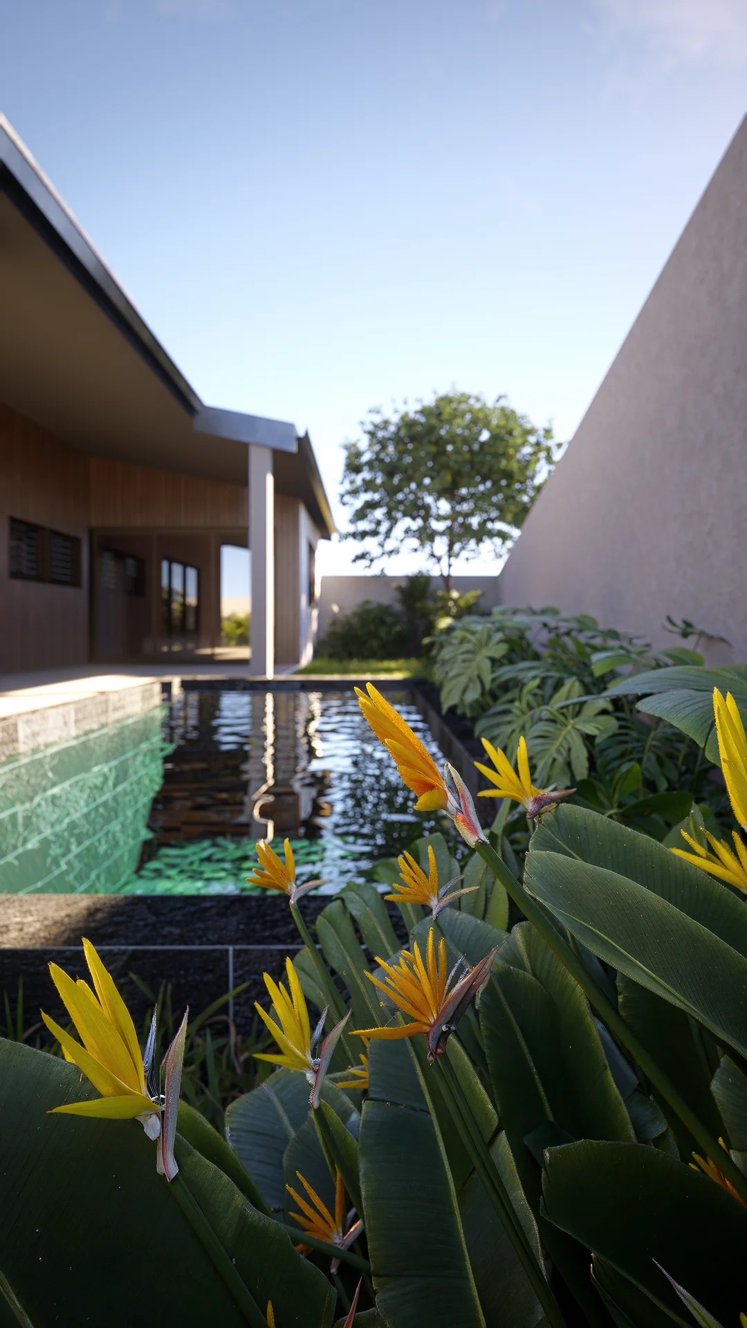 projet 3d membre fabien bassin oiseaux de paradis